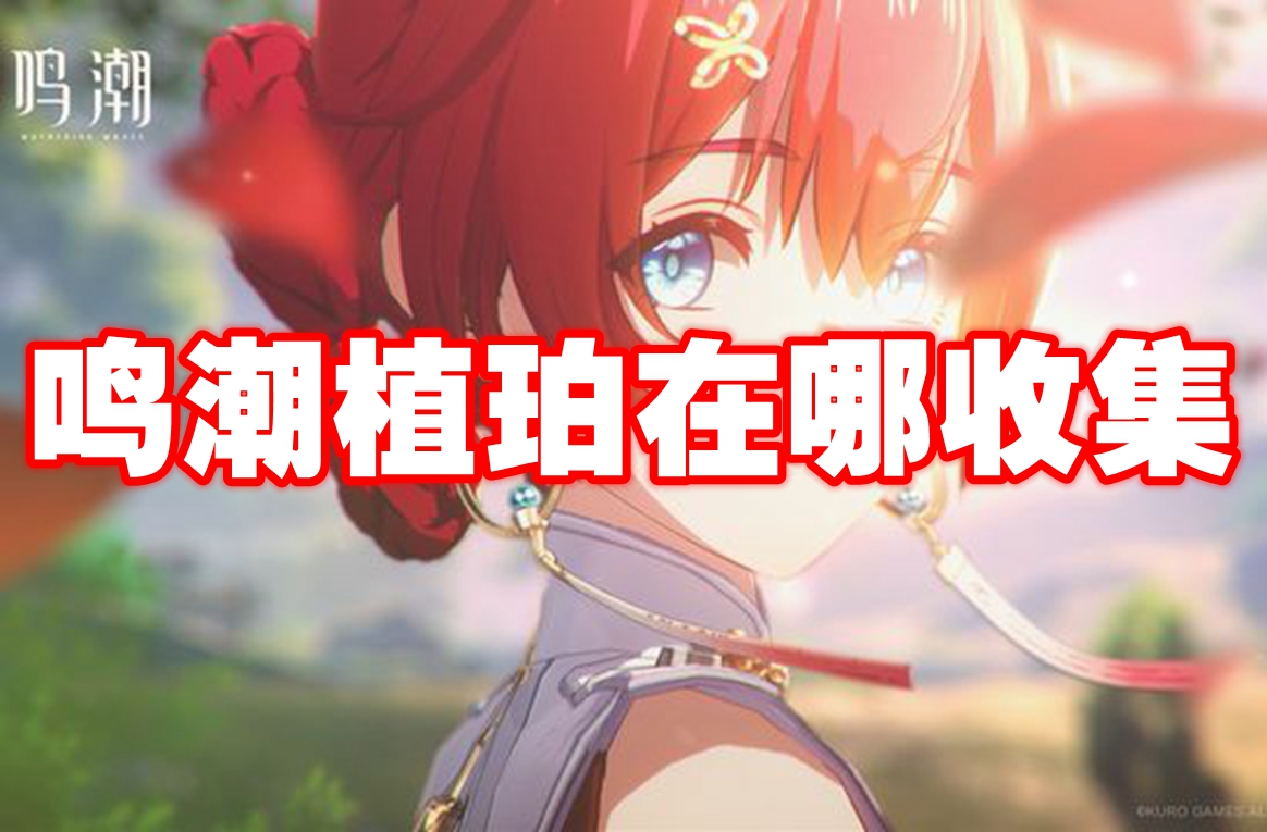 鸣潮植珀在哪收集